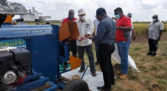 Biofortified rice variety showing promising results, trial plot withstood recent flooding